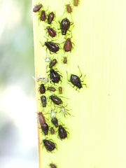 Schizaphis scirpi