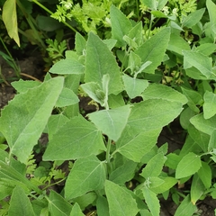 Atriplex hortensis