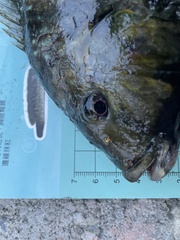 Heterotilapia buettikoferi