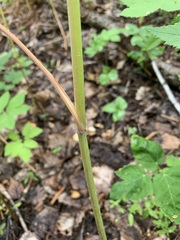 Conioselinum tataricum