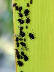 Schizaphis scirpi