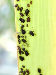 Schizaphis scirpi