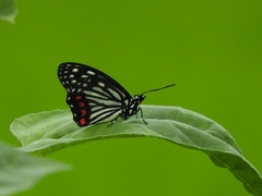 Hestina assimilis assimilis