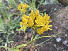 Triteleia crocea
