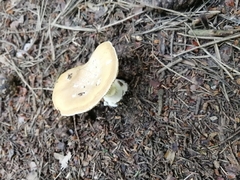 Amanita junquillea