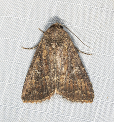Condicinae