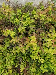 Magnoliopsida