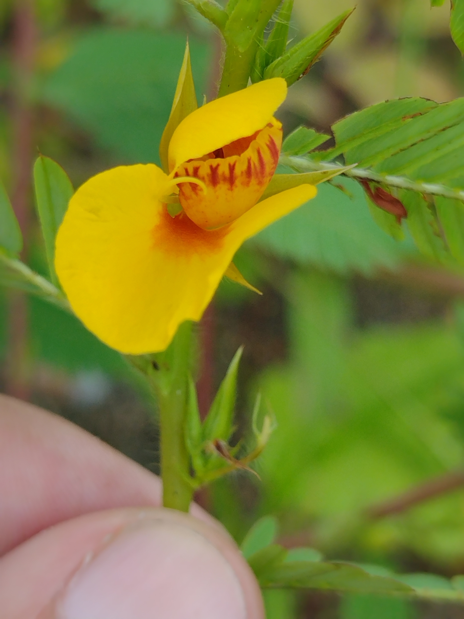 Chamaecrista duckeana