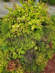 Magnoliopsida
