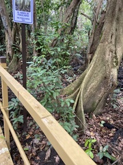 Pterocarpus officinalis