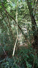 Cissus pteroclada