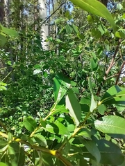 Synanthedon scoliaeformis