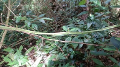 Cissus pteroclada
