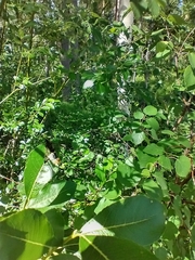 Synanthedon scoliaeformis