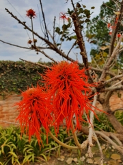 Erythrina abyssinica