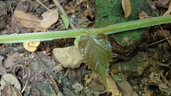 Cissus pteroclada