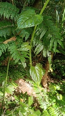 Cissus pteroclada