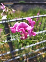 Lathyrus latifolius