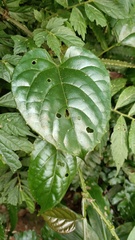Cissus pteroclada