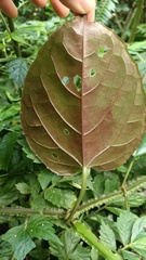 Cissus pteroclada