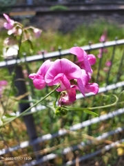 Lathyrus latifolius