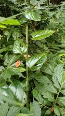 Cissus pteroclada