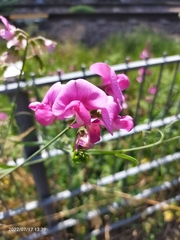 Lathyrus latifolius