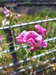 Lathyrus latifolius