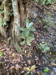 Calophyllum inophyllum
