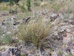 Festuca sibirica