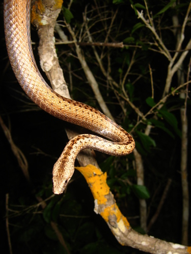 Ridgehead Snake