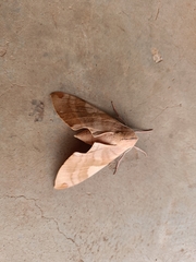 Clanis bilineata