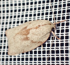 Euchaetis