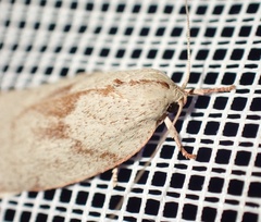 Euchaetis