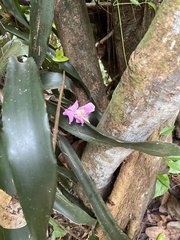 Bignonia aequinoctialis