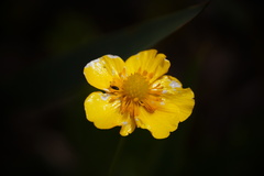 Ranunculus lingua