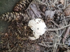 Amanita junquillea
