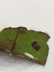 Bucculatrix packardella
