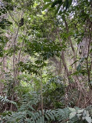 Pterocarpus officinalis