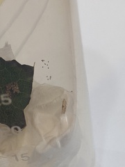 Bucculatrix packardella