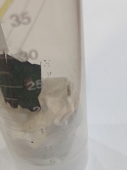 Bucculatrix packardella