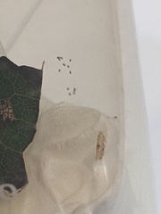 Bucculatrix packardella