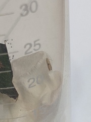 Bucculatrix packardella