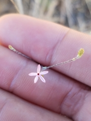 Lessingia micradenia micradenia