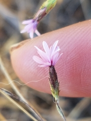 Lessingia micradenia micradenia