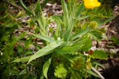 Ranunculus lingua