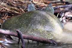 Apalone spinifera guadalupensis