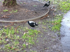 Gymnorhina tibicen