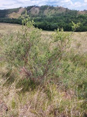 Spiraea aquilegifolia