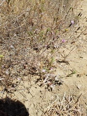 Lessingia micradenia micradenia